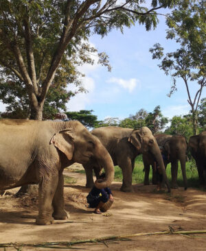 ELEPHANT TOUR​ ELEPHANT KINGDOM SANCTUARY​
