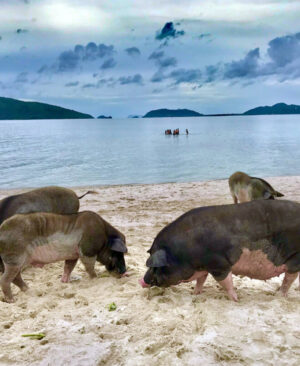 KOH TAN & KOH MADSUM​